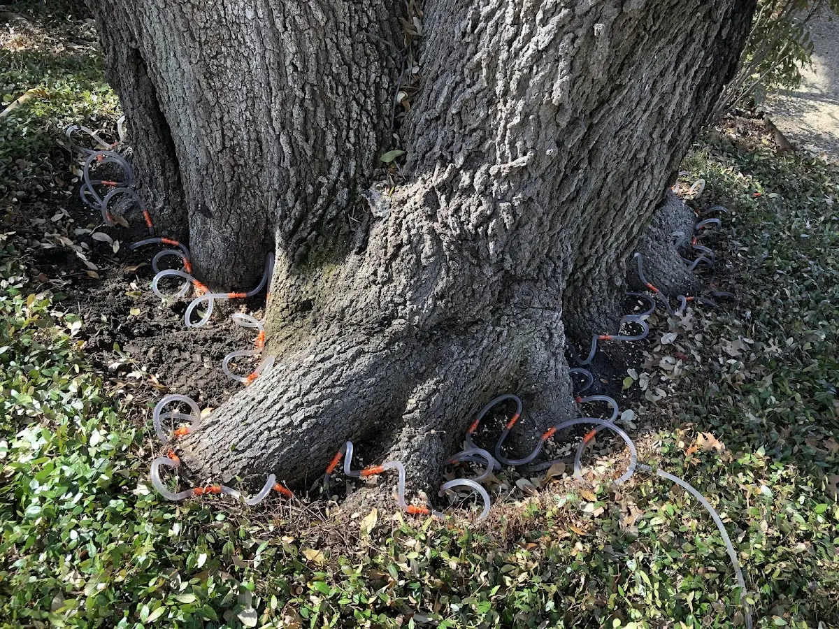 Detailed Tree Cabling and Bracing job site in Lambsburg