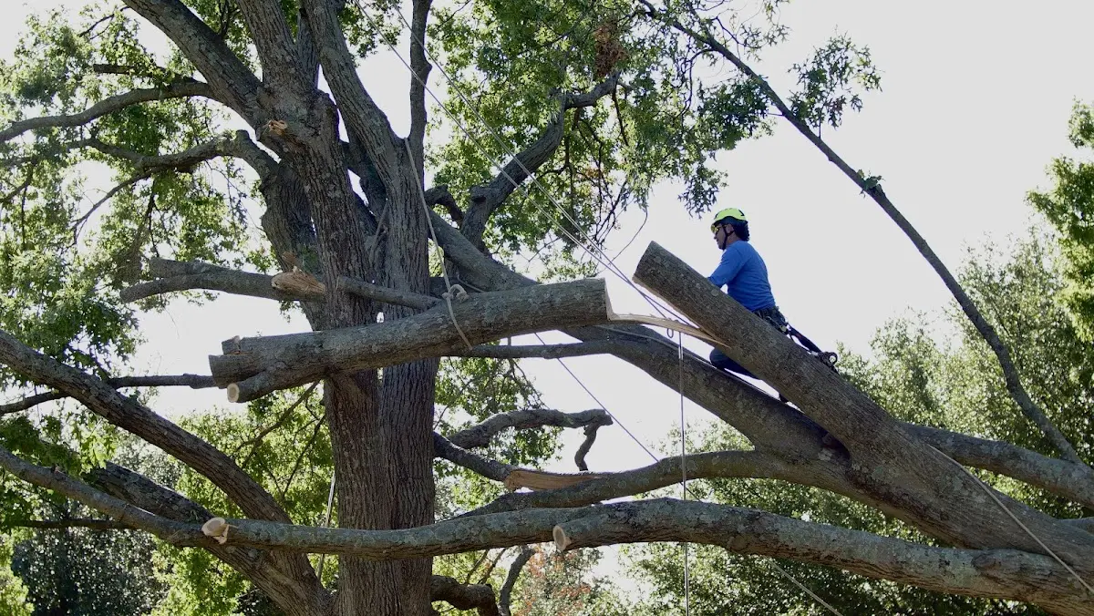 Professional Crown Thinning performed by certified arborists in Lambsburg