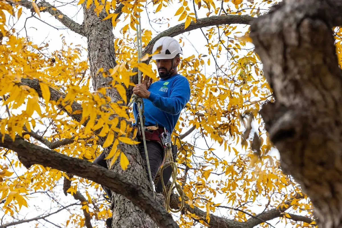 Skilled Tree Planting crew working in Lambsburg